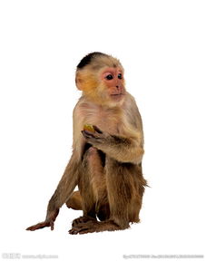 猴和猴相配婚姻如何 在一起好吗