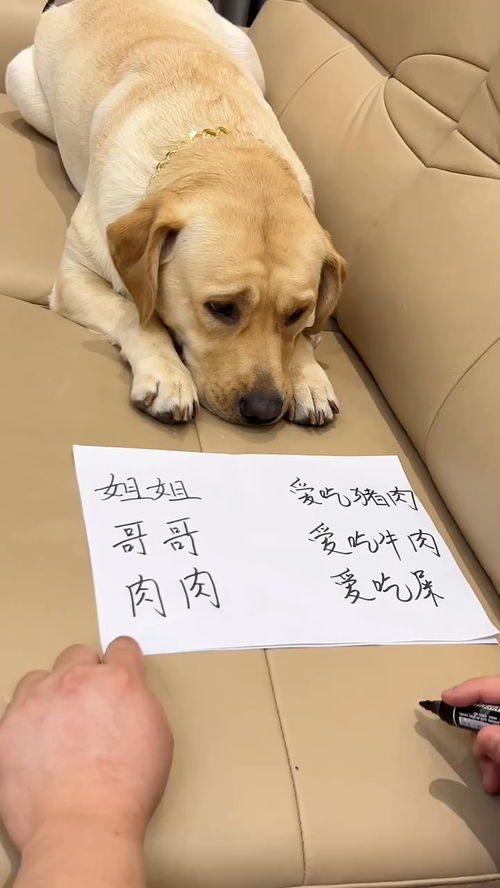 犬文化对中国人有哪些意义