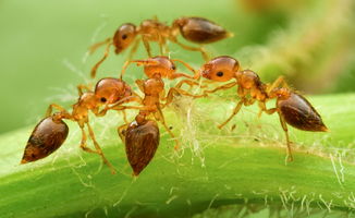 蚂蚁的风水理念是什么