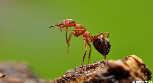 蚂蚁的风水理念是什么