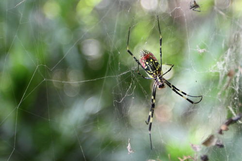 梦见蜘蛛网是什么预兆 女性解梦
